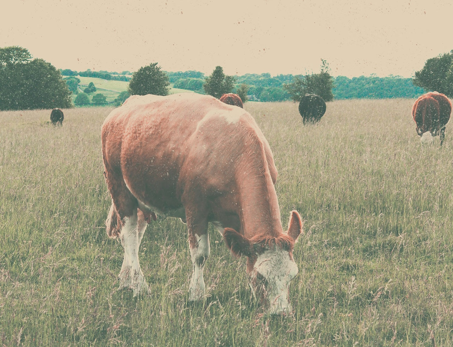 Dr. Paul Saladino's Meat Snack Story – Lineage Provisions